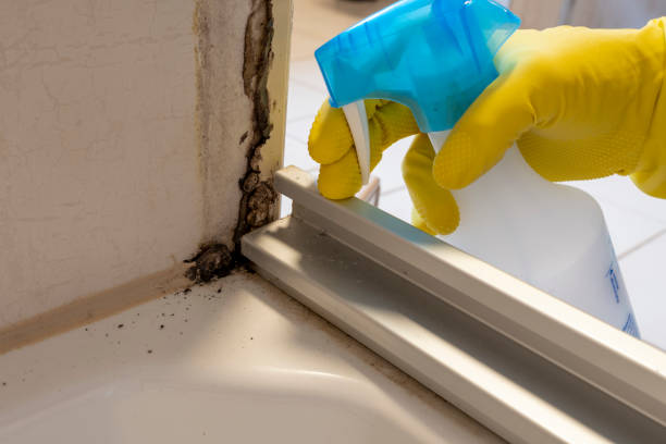 Mold Removal and Inspection in Hendron, KY
