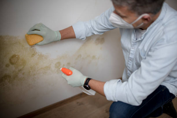 Best Mold Cleaning Services  in Hendron, KY