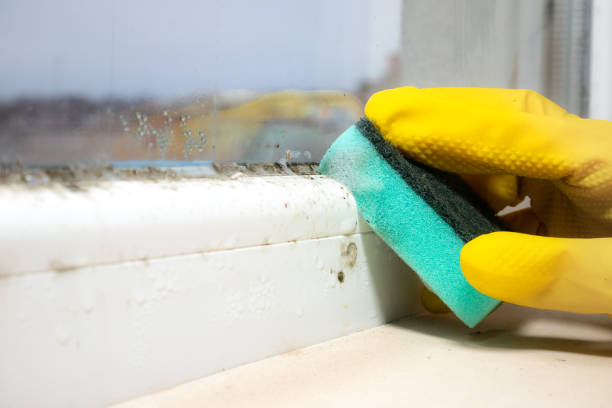 Best Mold Testing  in Hendron, KY