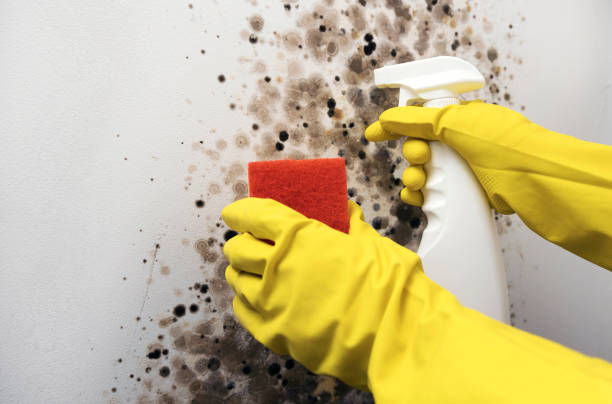 Best Black Mold Removal  in Hendron, KY