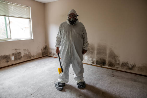 Best Same-Day Mold Removal  in Hendron, KY