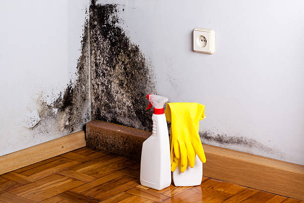 Best Mold Removal Near Me  in Hendron, KY
