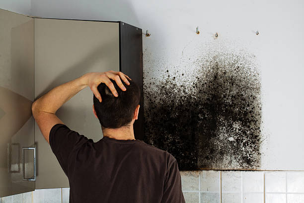 Best Professional Mold Removal  in Hendron, KY