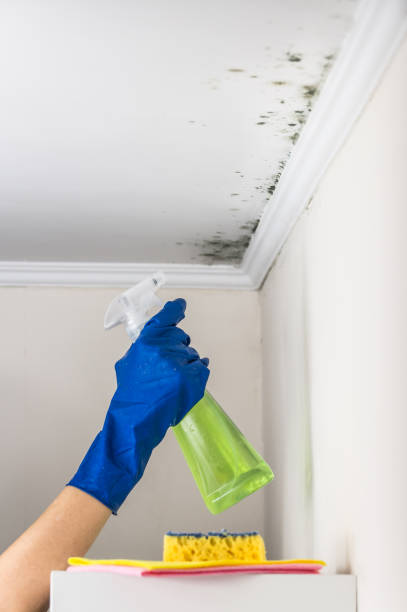 Best Mold Removal and Inspection  in Hendron, KY